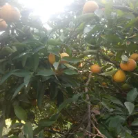 نارنگی محلی( انشو) پیج و یافاو لیمو ترش|خوردنی و آشامیدنی|جویبار, |دیوار