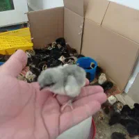 جوجه محلی عربی|حیوانات مزرعه|رامشیر, |دیوار