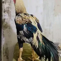 خروس لاری اصیل