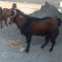 فروش نری بزرگ و متوسط