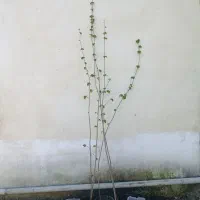 ۴۳ نهال فندق الموت