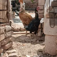 مرغ وخروس لاری