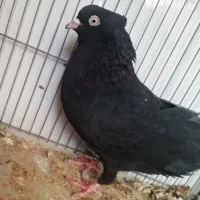 کفتر زاغ آبادانی