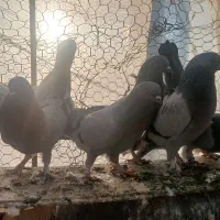 تعدا ۱۰ عدد کبوتر|پرنده|سامان, |دیوار