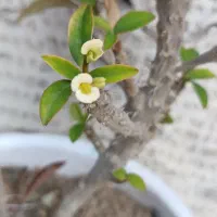 مرجان سفید / بنسای کراسولا خرفه