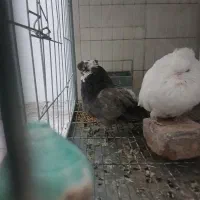 کبوتر نوک قنار نوک ریز