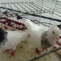 طوقی خوب|پرنده|یاسوج, |دیوار