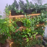 فروش خانگی انواع گل های آپارتمانی|گل و گیاه طبیعی|بیرجند, |دیوار