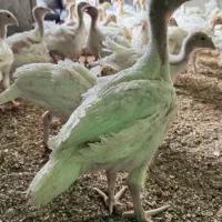 نیمچه جوجه بوقلمون بیوتی ۴۰ روزه|حیوانات مزرعه|تهران, کن|دیوار