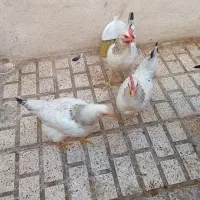 فروش مرغ و خروس اصیل محلی|حیوانات مزرعه|مشهد, شهید معقول|دیوار