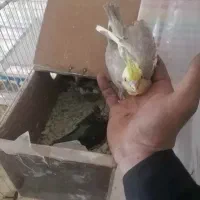 خرید و فروش انواع قناری عروس گرین چیک و...|پرنده|تایباد, |دیوار