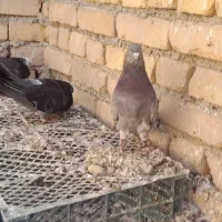 ۲۹ تا پرنده درجه یک