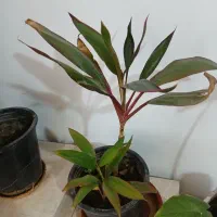 گلباران|گل و گیاه طبیعی|الشتر, |دیوار