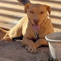 سگ پیتبول ۱ ساله