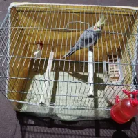 عروس هلندی نر دستی|پرنده|فیروزآباد (فارس), |دیوار