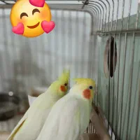 عروس هلندی نروماده