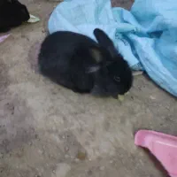 خرگوش پشمالو  لوپ اصل|موش و خرگوش|تربت‌حیدریه, حاجی یار‎|دیوار