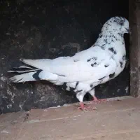 کبوتر|پرنده|رشت, جانبازان|دیوار