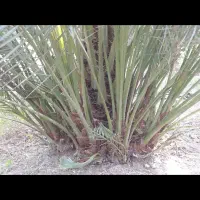 پاجوش برحی نسیج