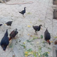 جوجه لاری|حیوانات مزرعه|بیرجند, |دیوار