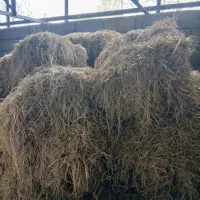 کاه برنج کولش ۳۰عدد خشک