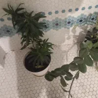 هر نوع گل به قیمت ۲۰۰ هزار تومان