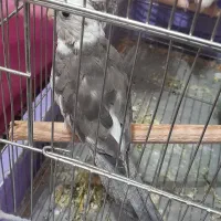 عروس هلندی نر وایت فیس