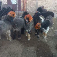 بره ماده و میش و بره قوچ