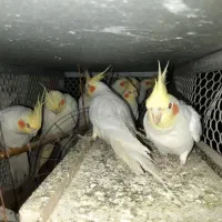 عروس هلندی لوتینیو|پرنده|میناب, |دیوار