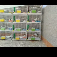 کبوتر|پرنده|دهدشت, |دیوار