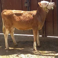 گوساله ماده سیمینتال مونت
