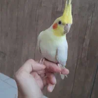 عروس هلندی نر