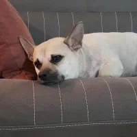 سگ ۵ ساله نر|سگ|مشهد, استاد یوسفی (شهرک غرب)|دیوار