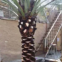 تمیز کردن نخل و تکریب