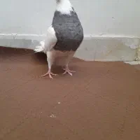 کفتر گرفتنی