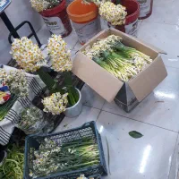 گل نرگس خفر