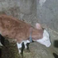 سیمنتال نر