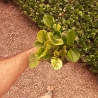 تهیه وتولیدانواع گلهایه اپارتمانی وبیرونی