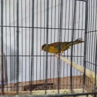 قناری نر و فنچ نرگسی|پرنده|کاشمر, |دیوار