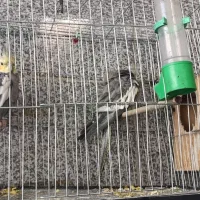 ساعت مچی و عروس هلندی|ساعت|اهواز, منبع اب|دیوار