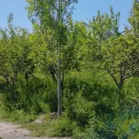 باغ ملکی|فروش خانه و ویلا|مشهد, چهاربرج|دیوار