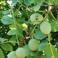 فروش ویژه انواع نهال بادام و گردو