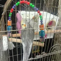 عروس هلندی نر