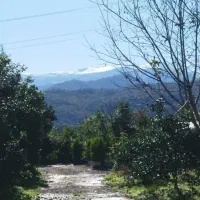 کلبه سوئیسی جنگلی ۱ خوابه. ویو ابدی رویایی، بهشت|اجارهٔ کوتاهمدت ویلا و باغ|عباسآباد, |دیوار