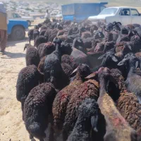 گوسفند
