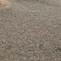 گندم کوهدشت