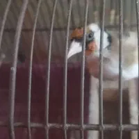 سهره سر سیاه|پرنده|شیراز, کرونی(خاتونک)|دیوار