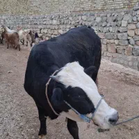 گوسالهنرگوشتیدرجهیکگاو|حیوانات مزرعه|الشتر, |دیوار