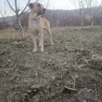 سگ ماده|حیوانات|شهرکرد, |دیوار