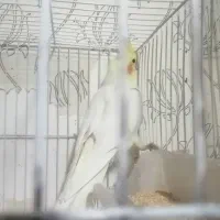 عروس هلندی  ماده لوتینو  ونر سیاموند